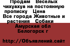 Продам.  Веселых чихуахуа на постоянную прописку › Цена ­ 8 000 - Все города Животные и растения » Собаки   . Амурская обл.,Белогорск г.